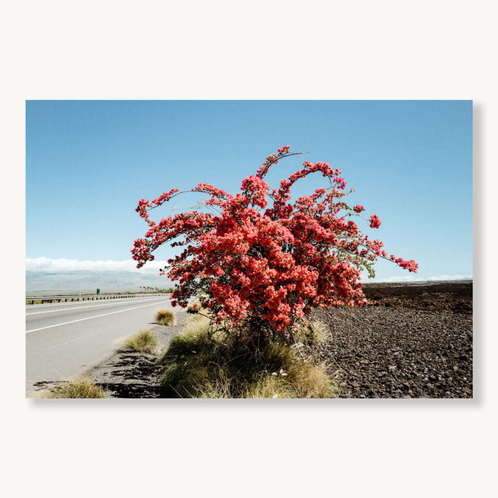 Big Island Bougainvillea