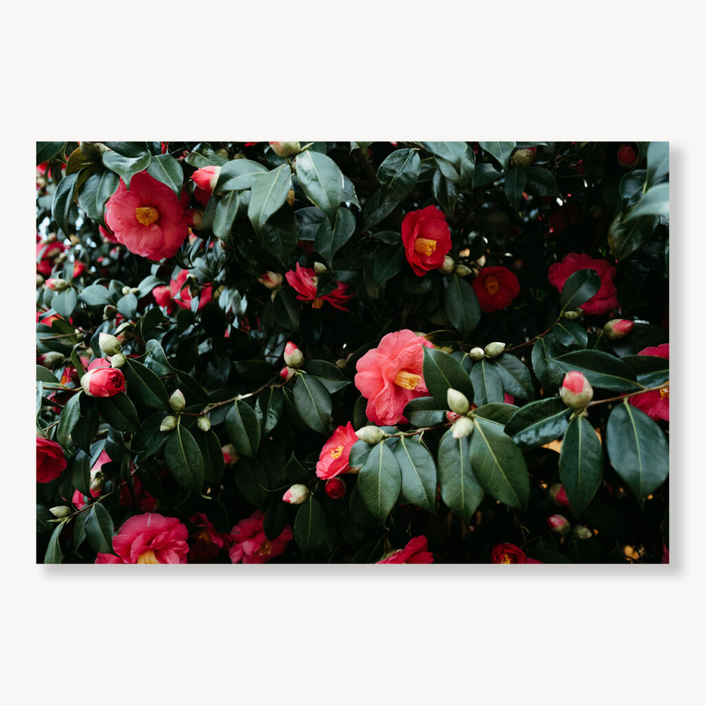 Camellia Bloom