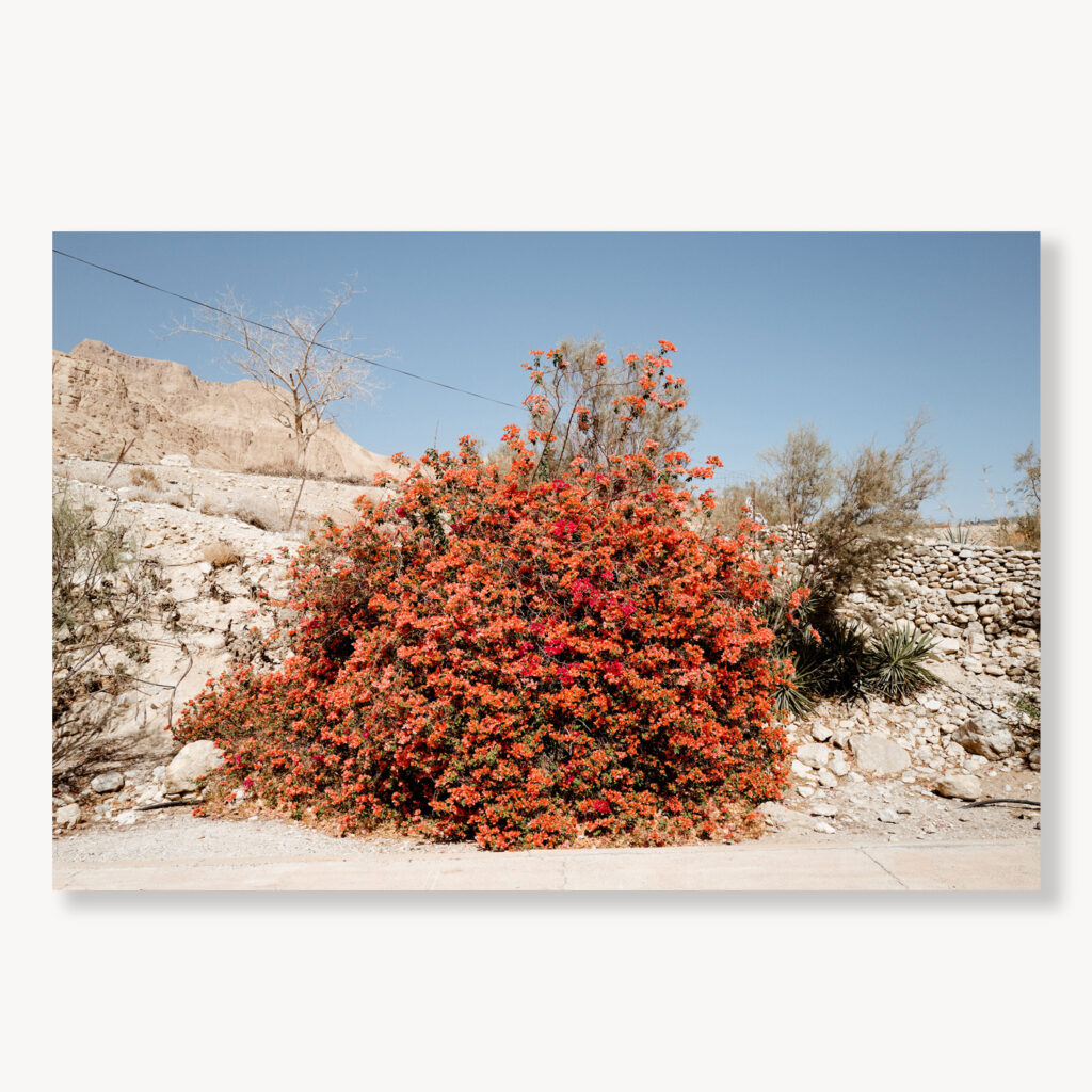 Dead Sea Bougainvillea