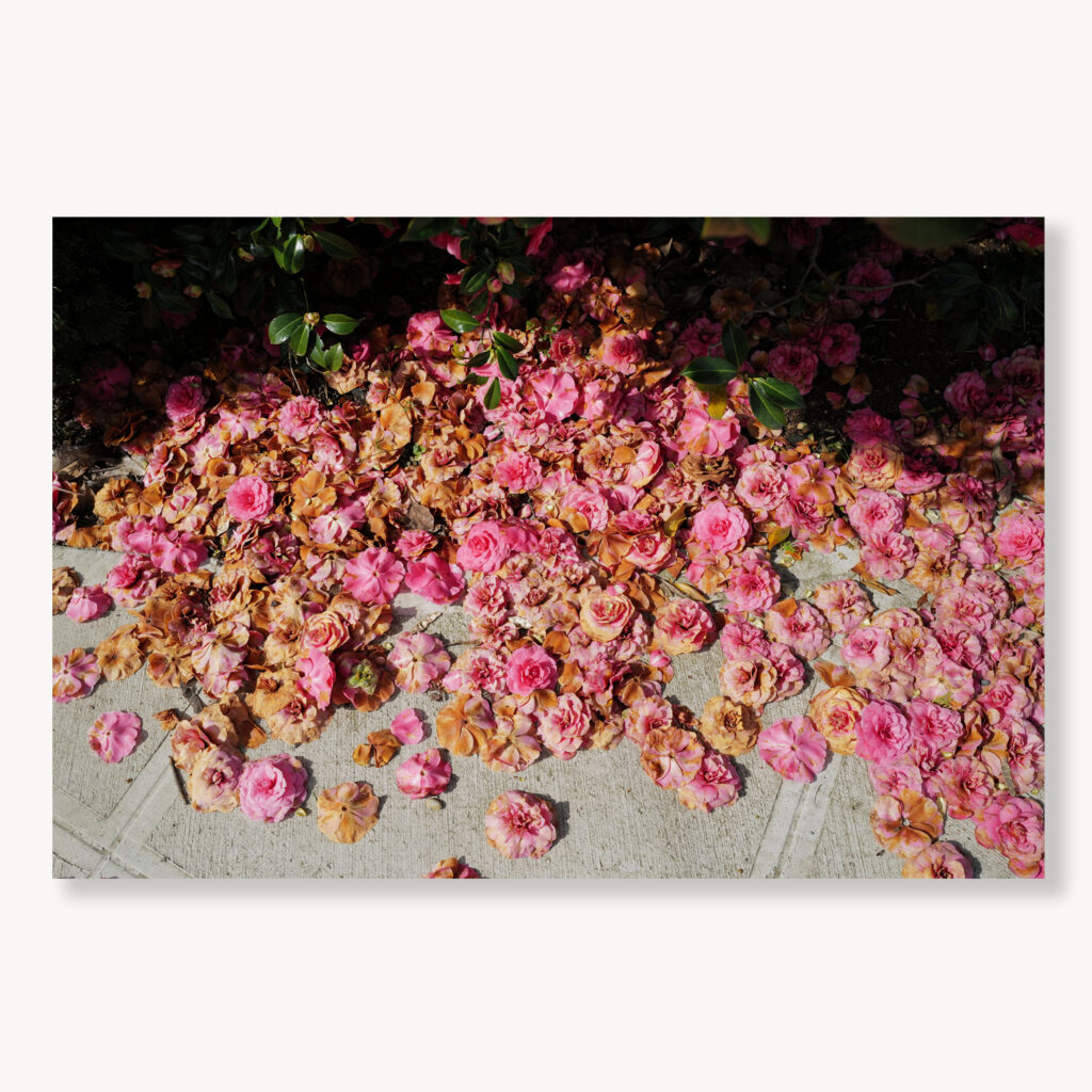 Fallen Camellias