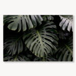 Monstera