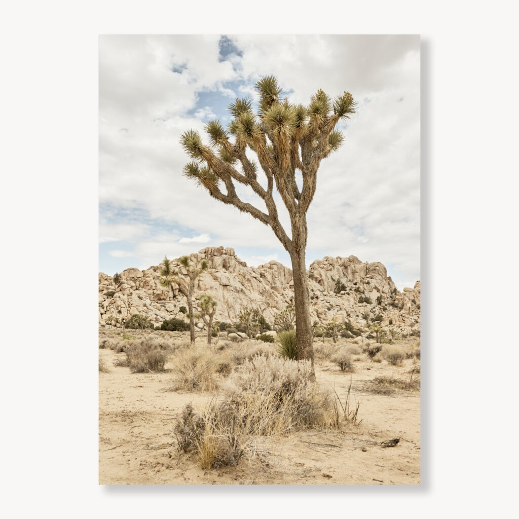 Joshua Tree
