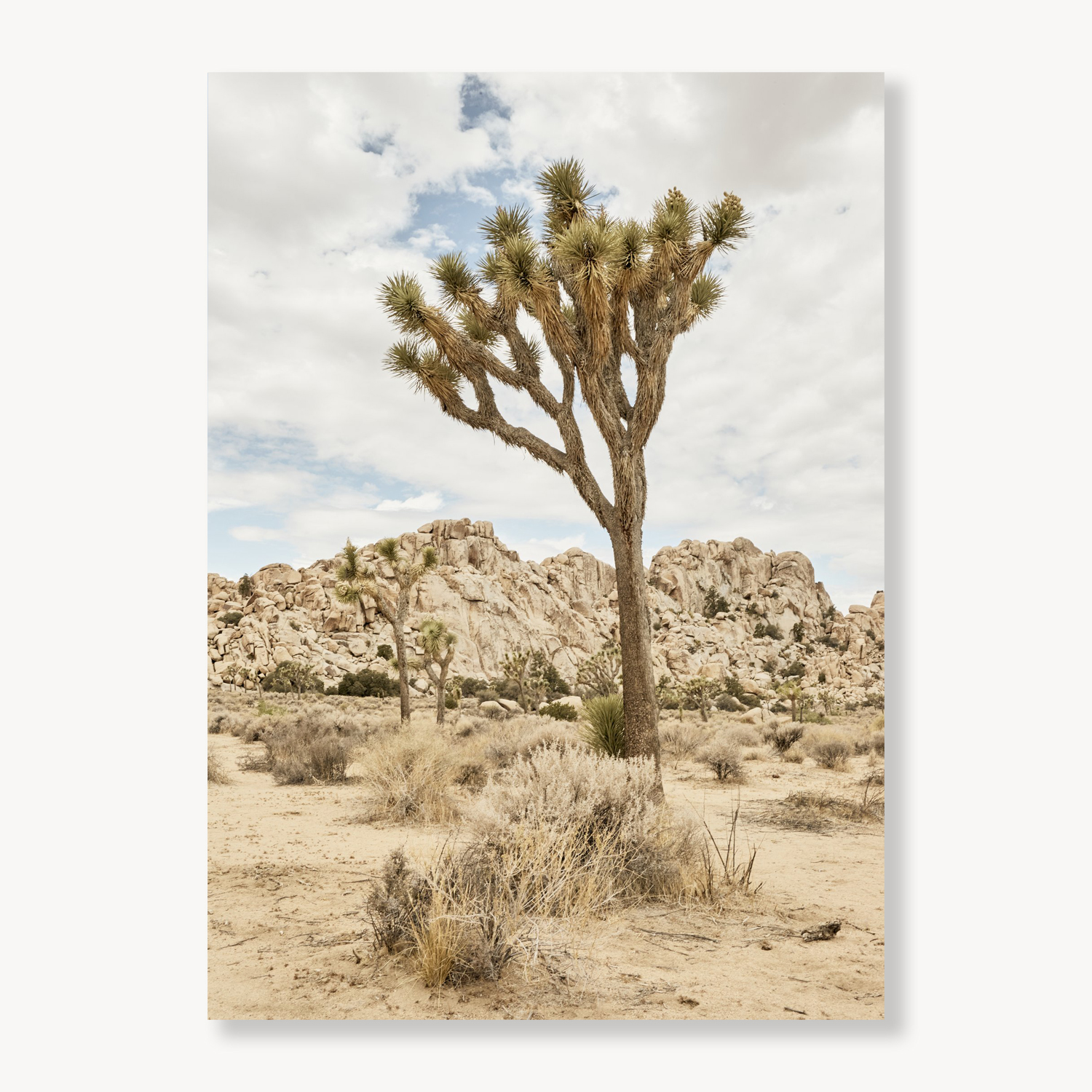 Joshua Tree