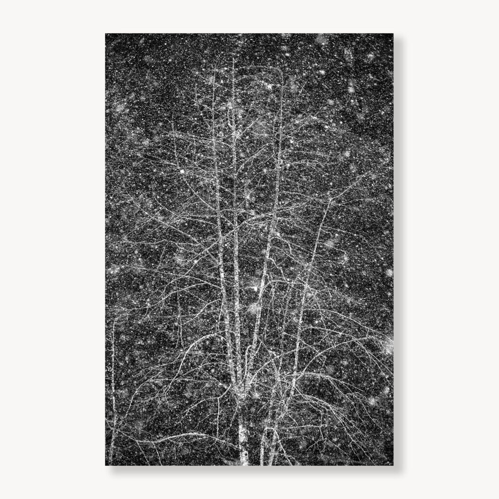 Alder Tree in Snowstorm