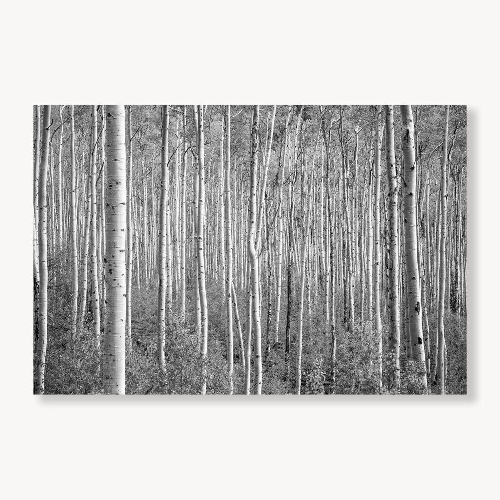Aspen Trees on Independence Pass