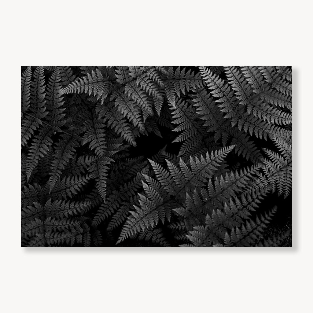 Wood Fern Gradations