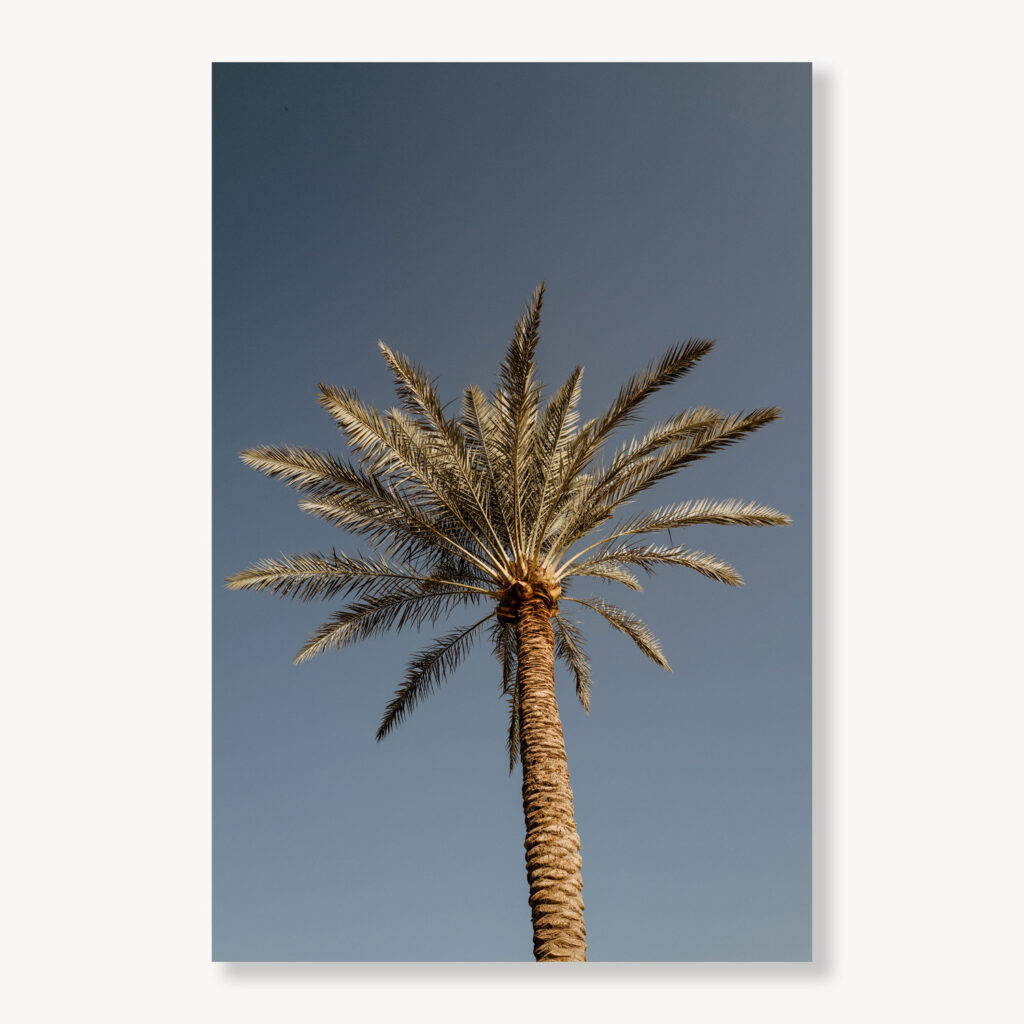 Aqaba Palm - Seattle Art Source