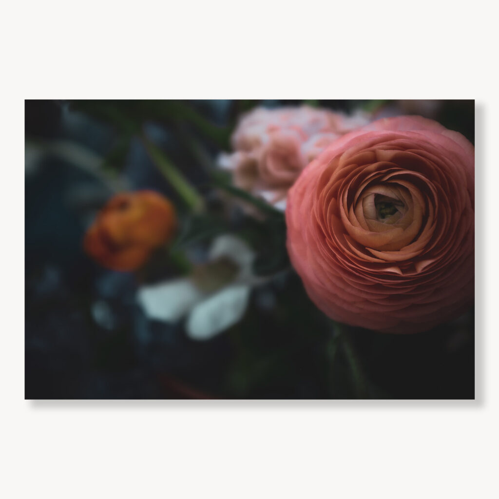Ranunculus in Pink