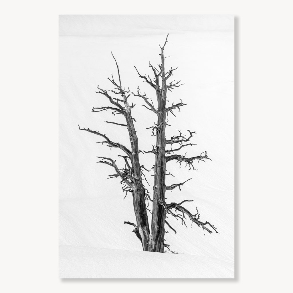 Foxtail Pine in Rae Lakes Basin