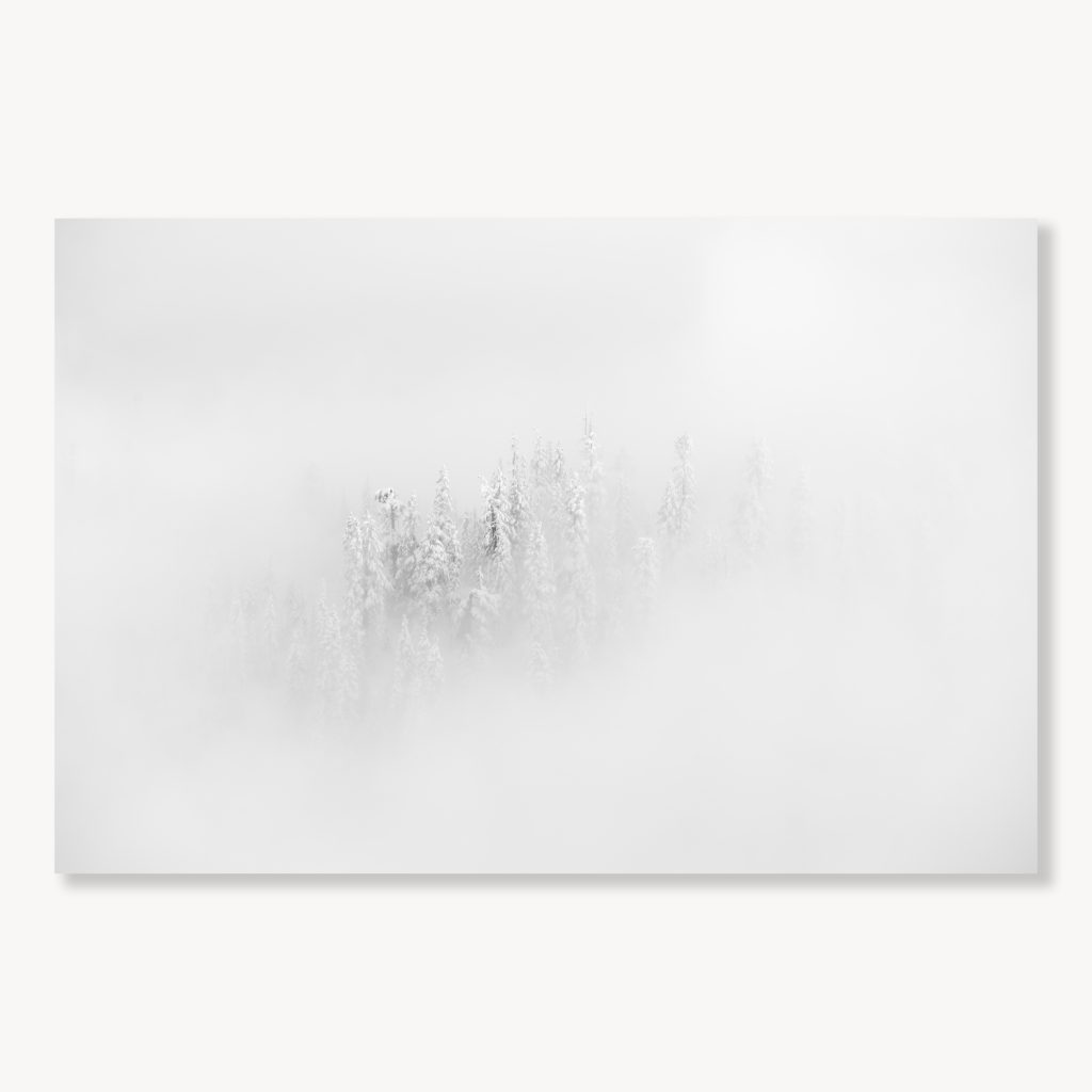 Snow Lake Forest Piercing the Fog