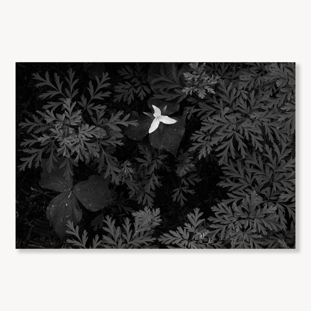 Trillium in Bleeding Hearts
