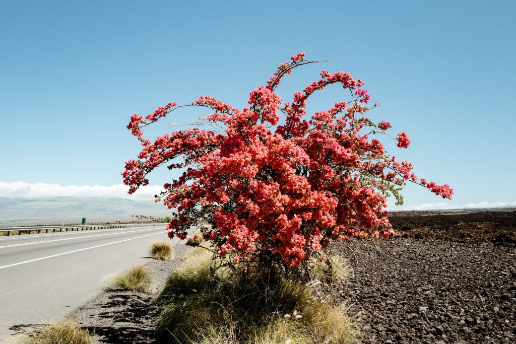 "Big Island Bougainvillea" by Brooke Fitts. Image of limited edition print. 